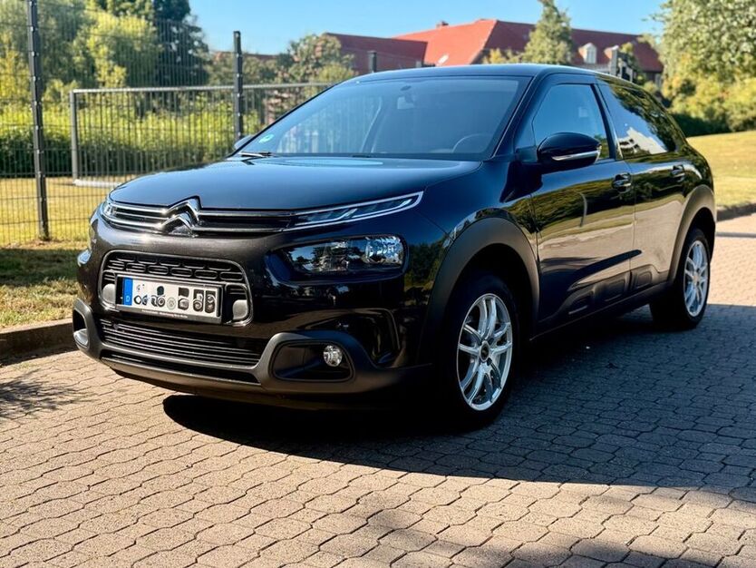 C4 Cactus