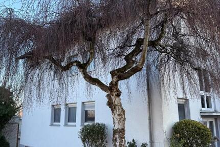 Wohnung Dortmund Aplerbeck - 6 Zimmer, 161 m&sup2;, 499.000&euro; | Angebot:24654039