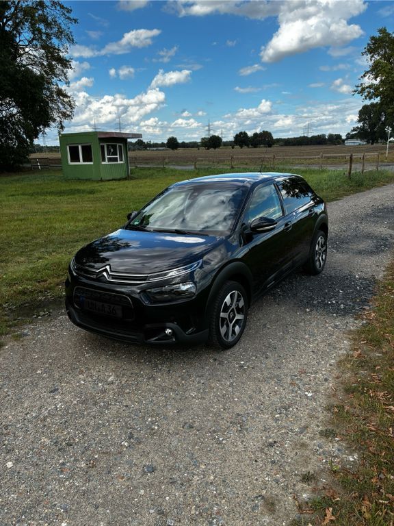 C4 Cactus