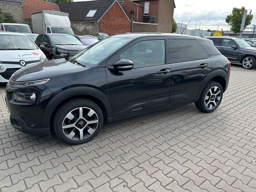 C4 Cactus