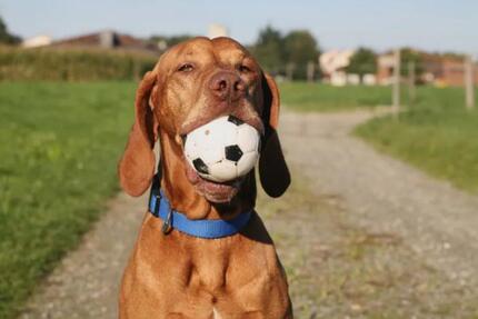 Neubau -- Erstbezug 5 zimmer