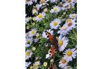Einfamilienhaus Lünen - 5 Zimmer, 81 m&sup2;, 262.000&euro; | Angebot:27428684