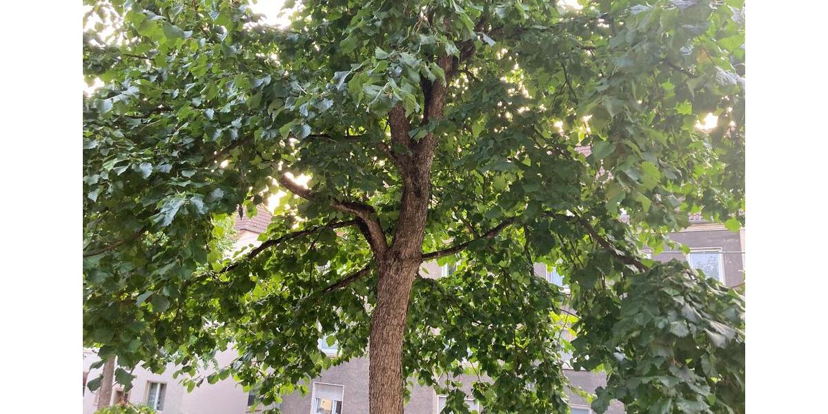 Etagenwohnung Recklinghausen - 2 Zimmer, 54 m&sup2;, 560&euro; | Angebot:25934510